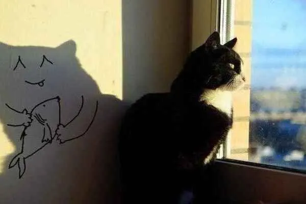 گربه ای ک پنجره نگاه میکند