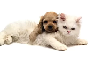 گربه و سگ