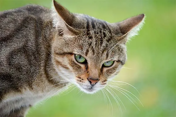 گربه چشم سبز