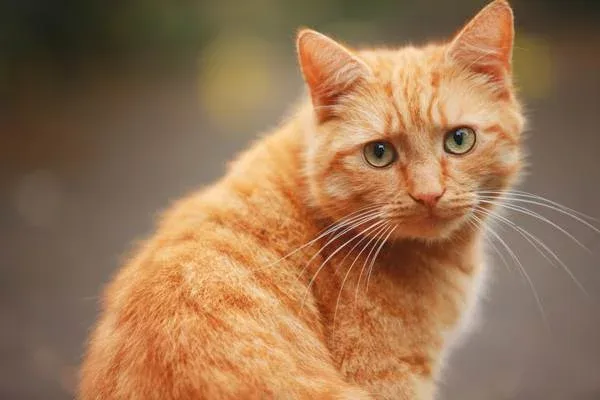 گربه طلایی زیبا
