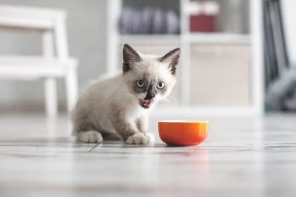 گربه درحل خوردن غذا