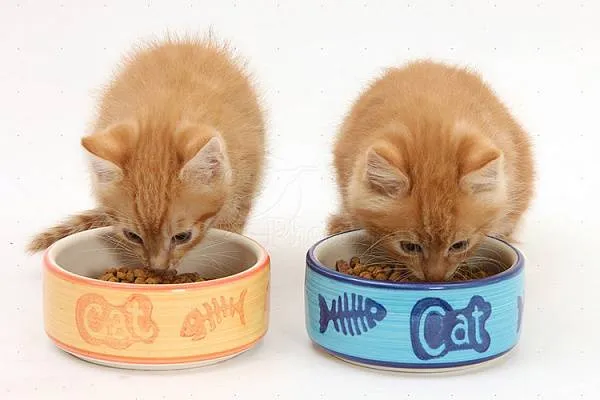 دو گربه درحال غذا خوردن