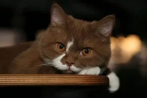 گربه قهوه ای