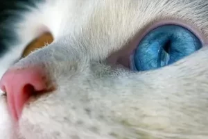 BLUE EYE CAT
