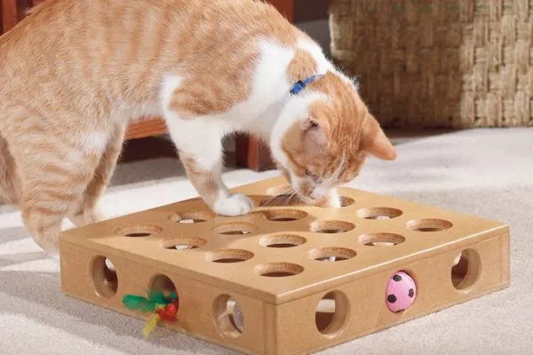اسباب بازی جعبه ای گربه