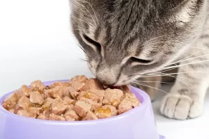 غذا گربه خانگی
