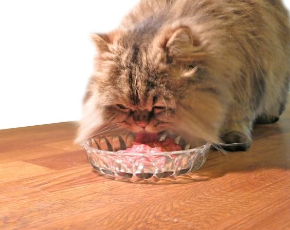 پرشین کت در حال غذا خوردن
