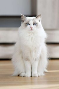 ragdoll cat white