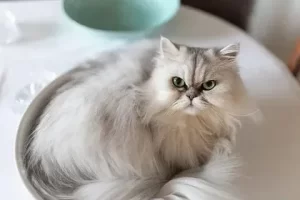 گربه چینچیلا عصبانی