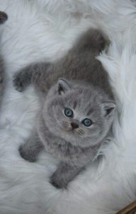 گربه بریتیش زیبا خاکستری
