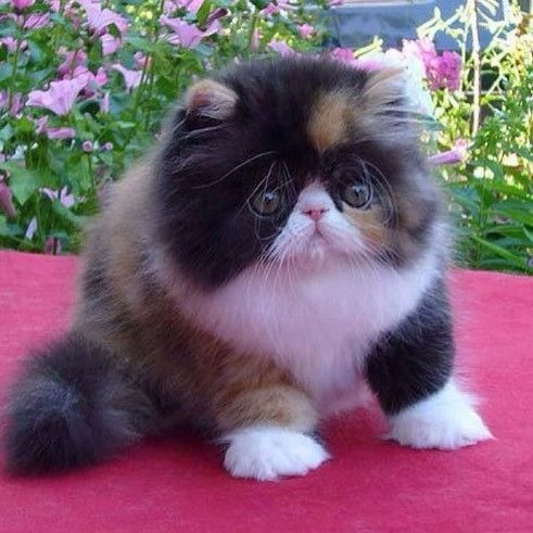 persian cat super flat