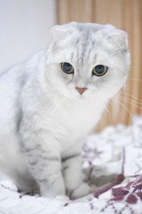 گربه اسکاتیش چشم آبی