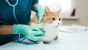 واکسن کردن گربه