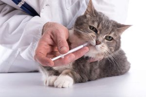 واکسن کردن گربه پرشین