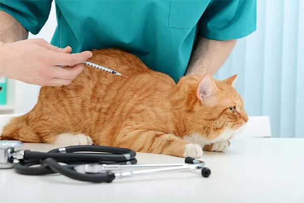 درمان عفونت ادراری در گربه