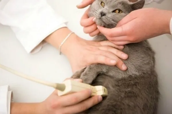 جراحی عقیم کردن گربه