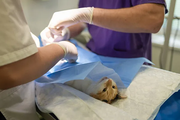 جراحی گربه و عقیم کردن 