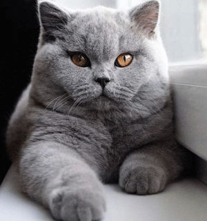 گربه-اسکاتیش-خاکستری-تتی