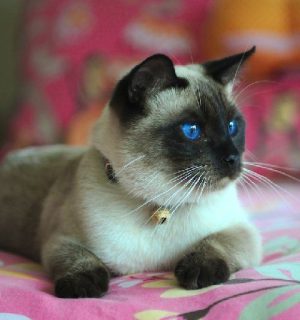 گربه سیامی چشم آبی