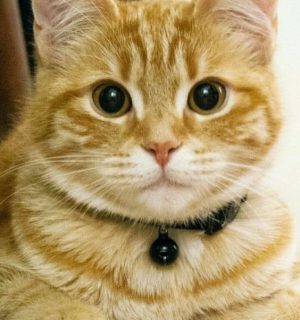 گربه چینچیلا طلایی