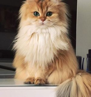 گربه هیمالین طلایی