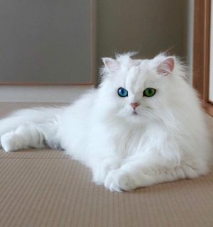 گربه پرشین کت سفید